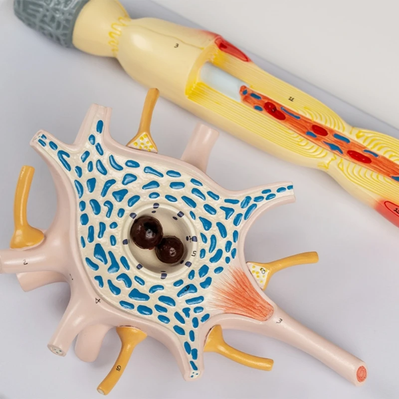 Модель усиления структуры нервных волокон, тела нейронов. Модель человека. Модель анатомии человека. Модель усиления нейронов.