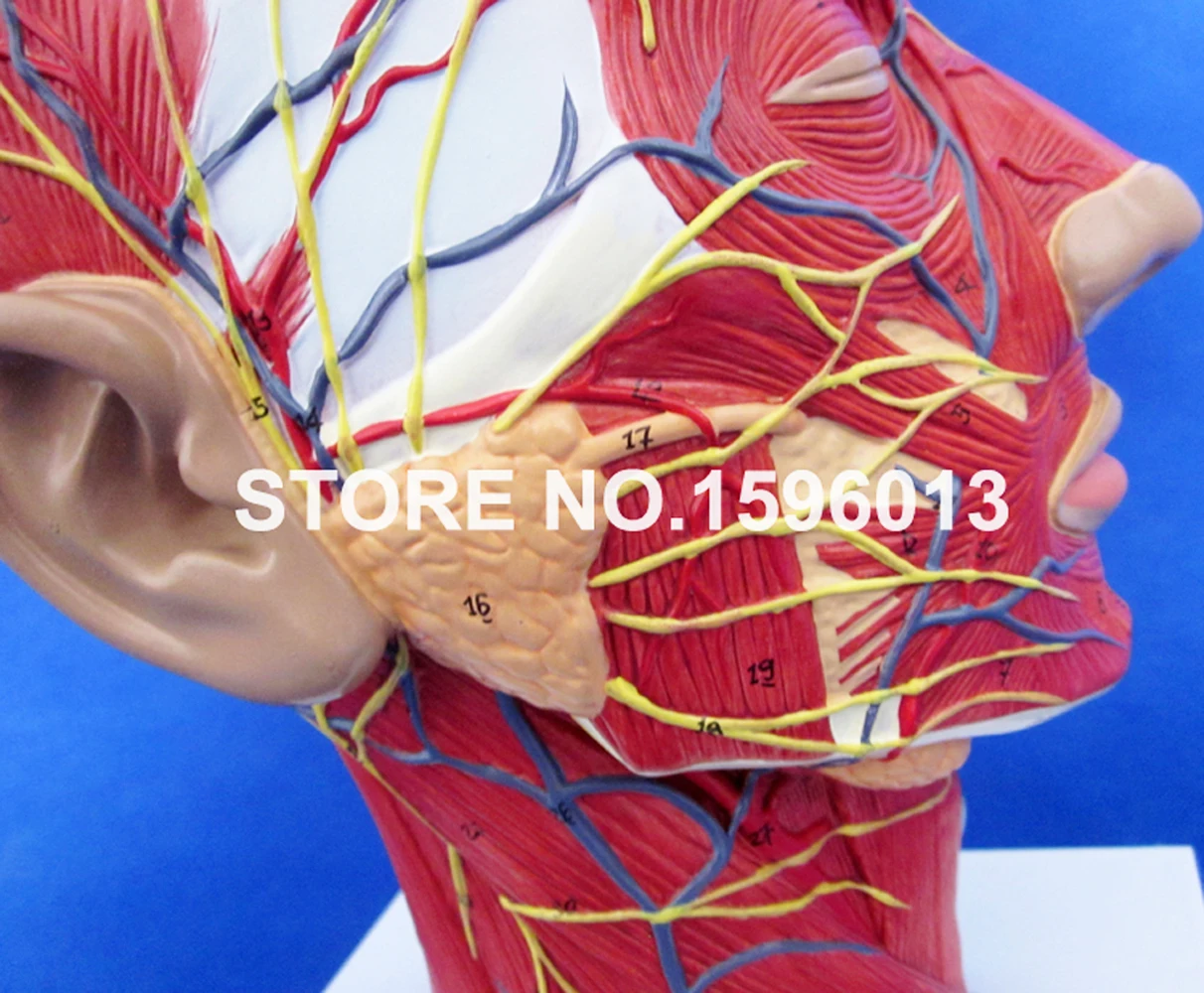 الرأس مع نموذج الأوعية الدموية، الدماغ التشريحي، الأعصاب، عضلات الأوعية الدموية، فانتوم الرقبة