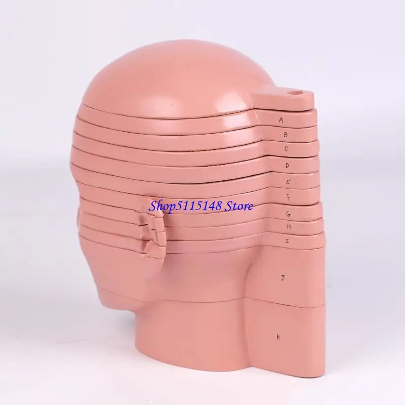 F3MA Detachable Head Neck Section Anatomy Model with Nerves Vascular Detail