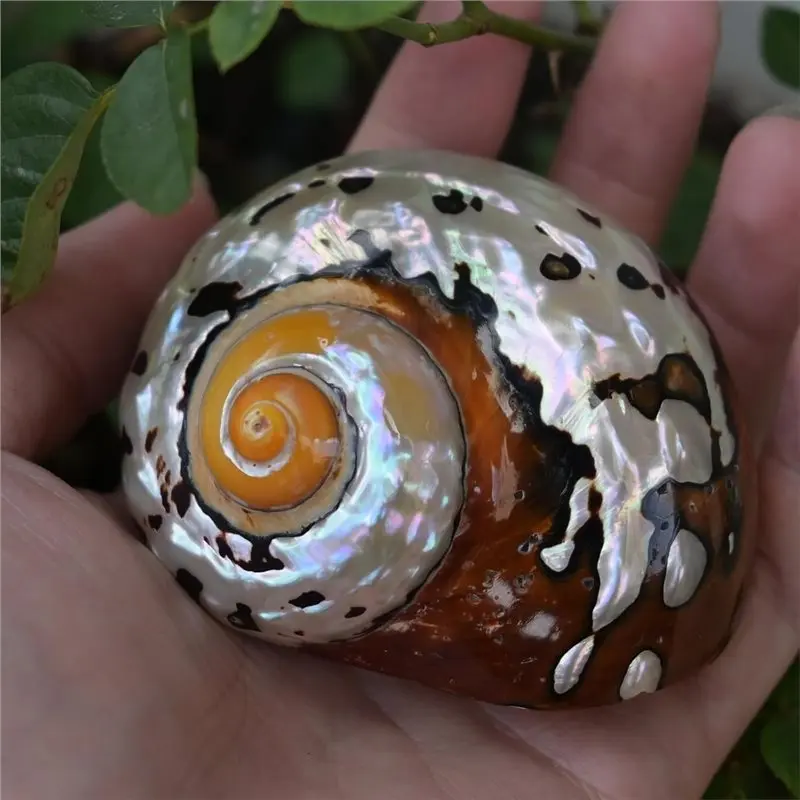 [NEW!A08R】 2Pcs Hermit Crab Shells Medium To Large, Conch, African Sarmaticus Shell Seashells For Beach Theme Decoration