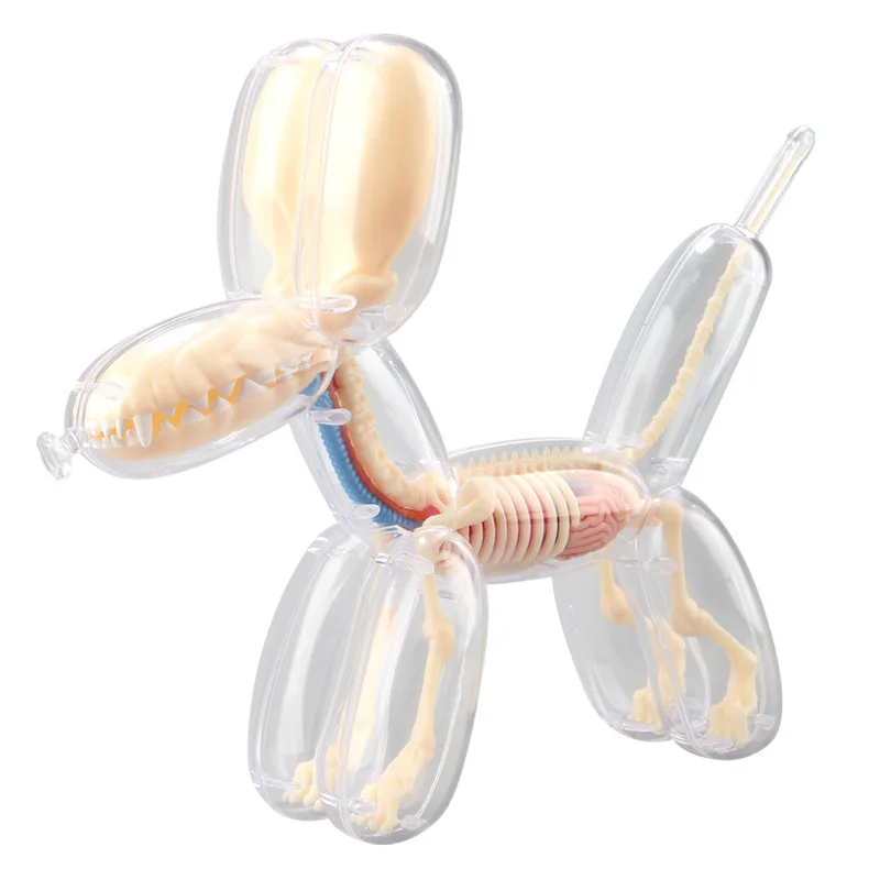 Transparent Big Balloon Dog Decoration, Perspective Bone, Internal Anatomy Organ Model Puzzle, Assembling Toy, Household Decorat