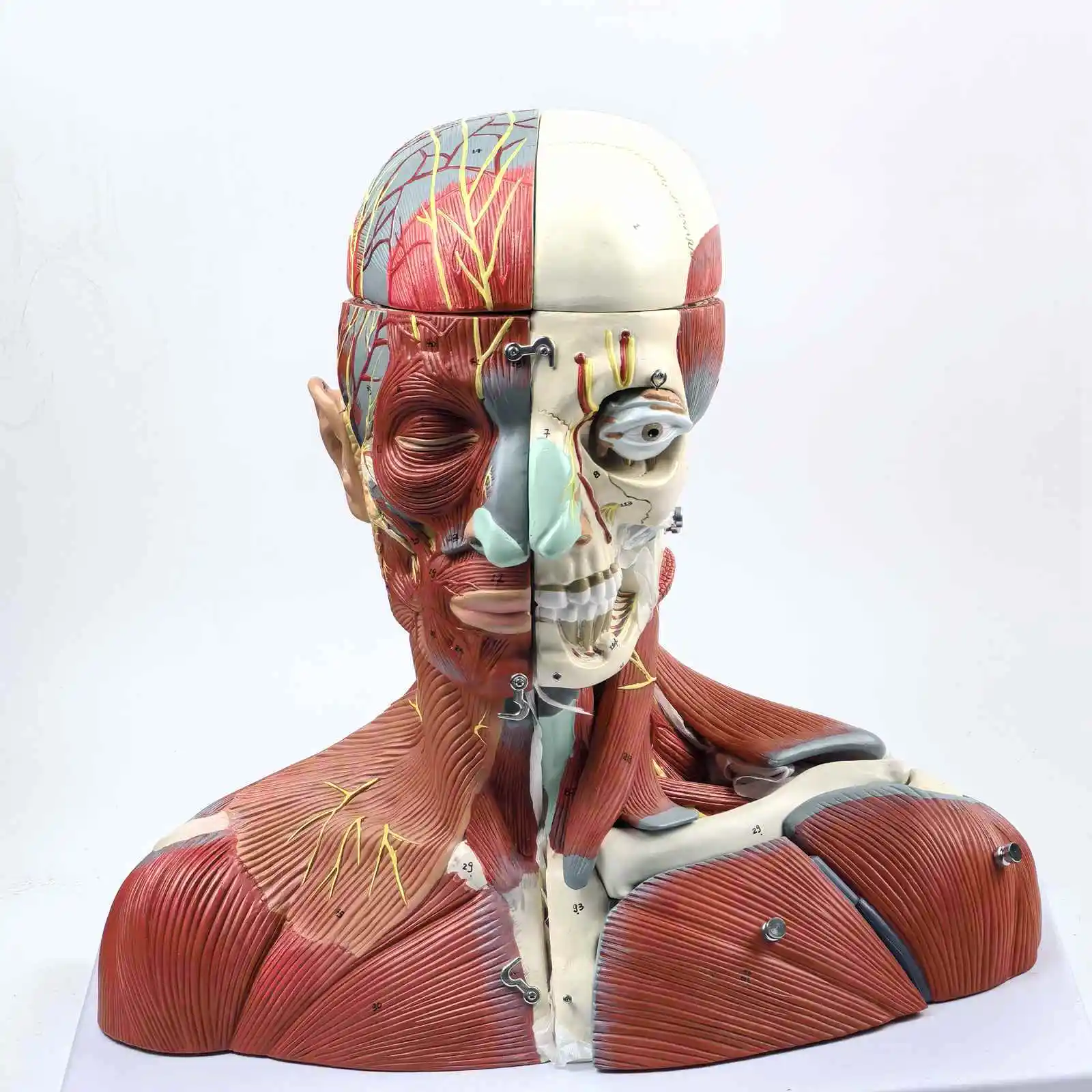 

Human Anatomical Anatomy Head-and-Neck Medical Model Median Sagittal Section