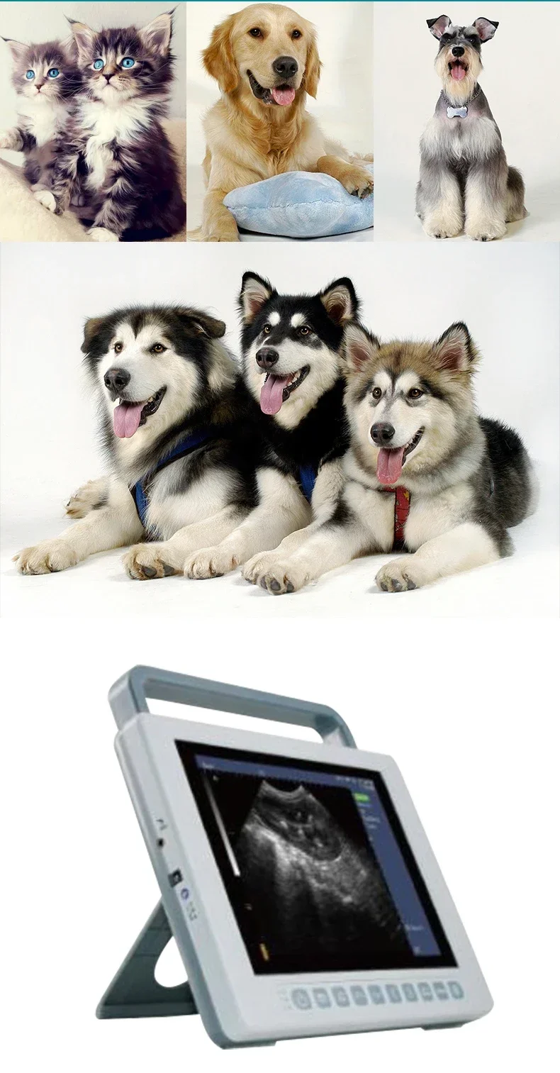 HF-K10 Mindray Ultraschall gerät Veterinär Ultraschall geräte zum Verkauf