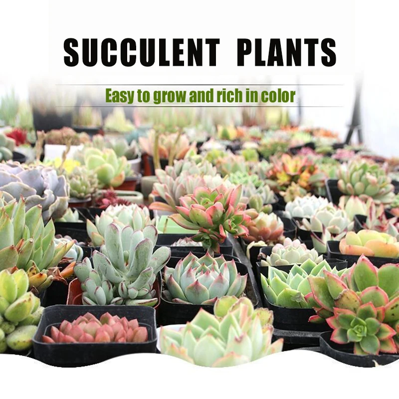 Succulent Plants Real Succulents Office Desktop Green Plants Radiation Protection Does Not Include Pots and Soil Fast Shipping