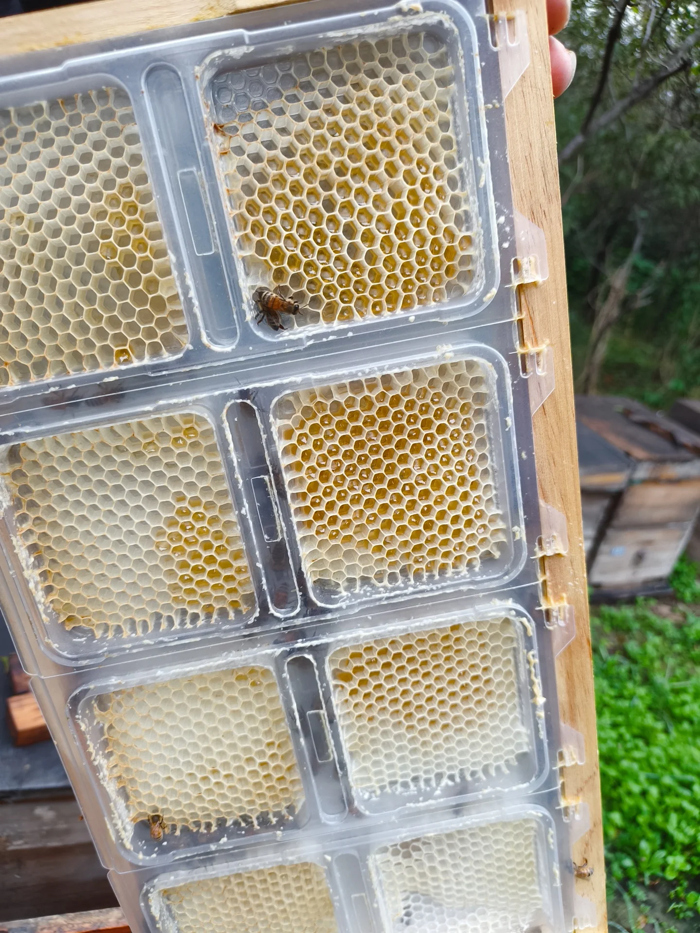 

2026 High-Quality Eco-Friendly Wooden BeehivesNew Multi-sweet PET Plastic Cassette Box for Honey Beekeeping