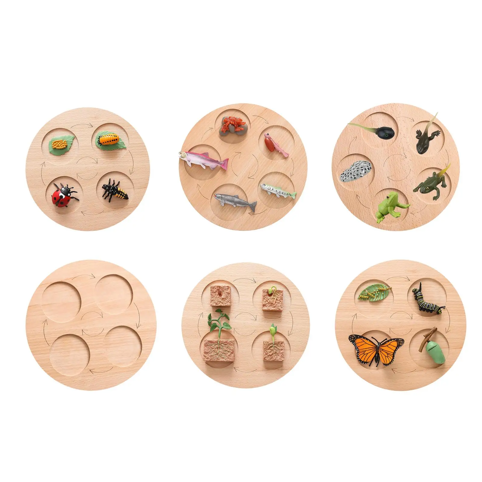 Wooden Puzzles Biology Science Education Toys Educational Development