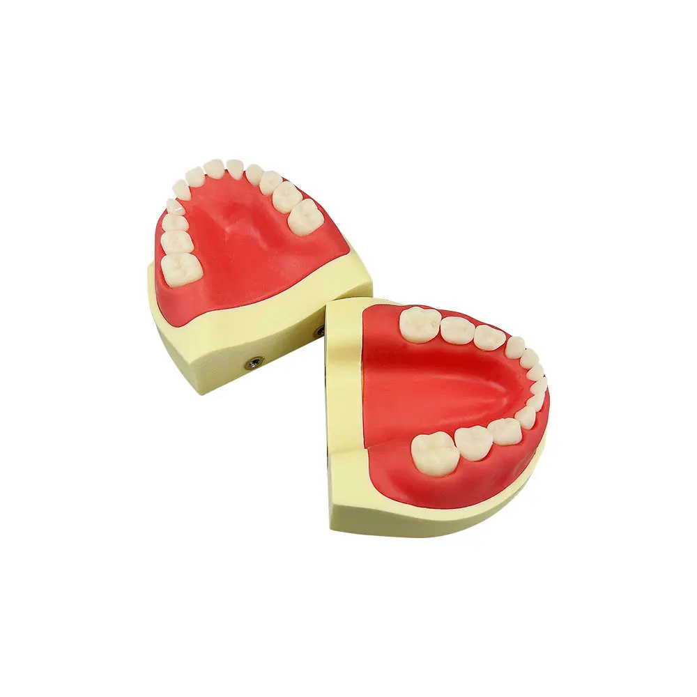 Kids Teeth Model For Dental Technician Practice Dental Typodont Model With Removable Teeth Soft Gums   Dentistry Training Models