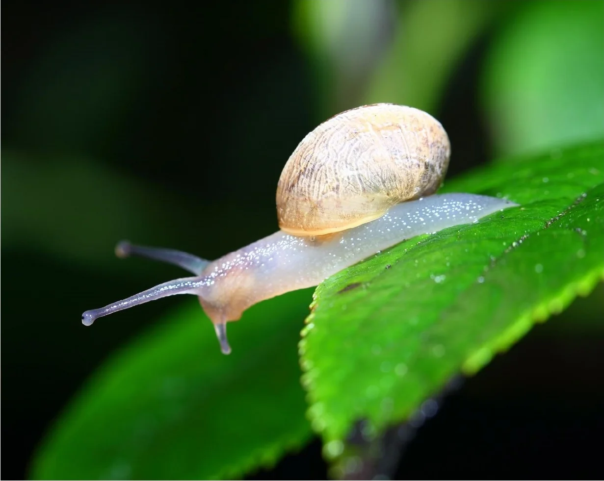 Mcoplus AF 자동 초점 매크로 익스텐션 튜브 세트, 캐논 5DIV 6Dii 7D 500D 600D 700D 5D /Rebel T6 T7 T5 T8i T7i T6s T5i T4i 용