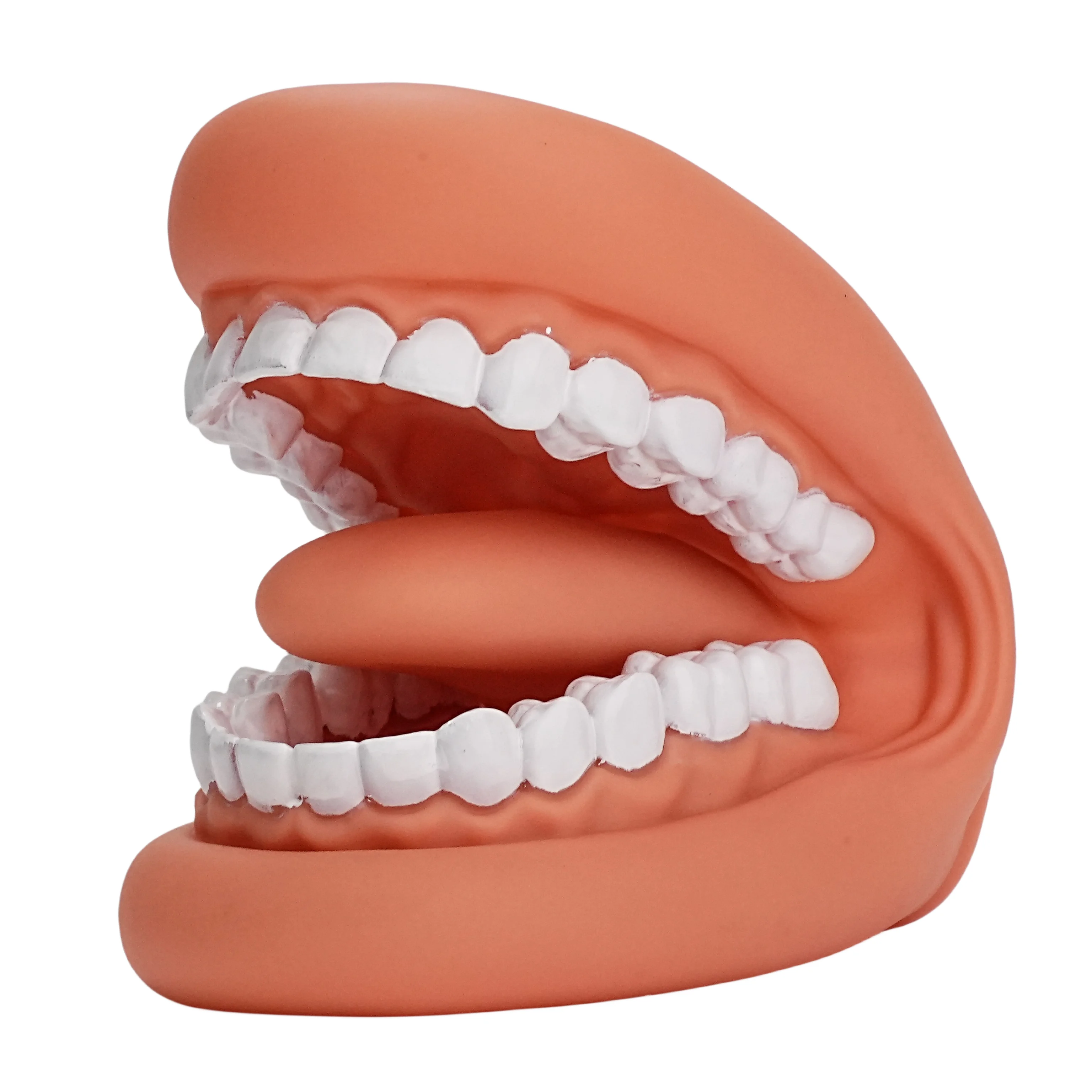 Imagem -04 - Mouth Model For Speech Kids Hand Puppet Dentes Cuidado Modelo 28 Dentes