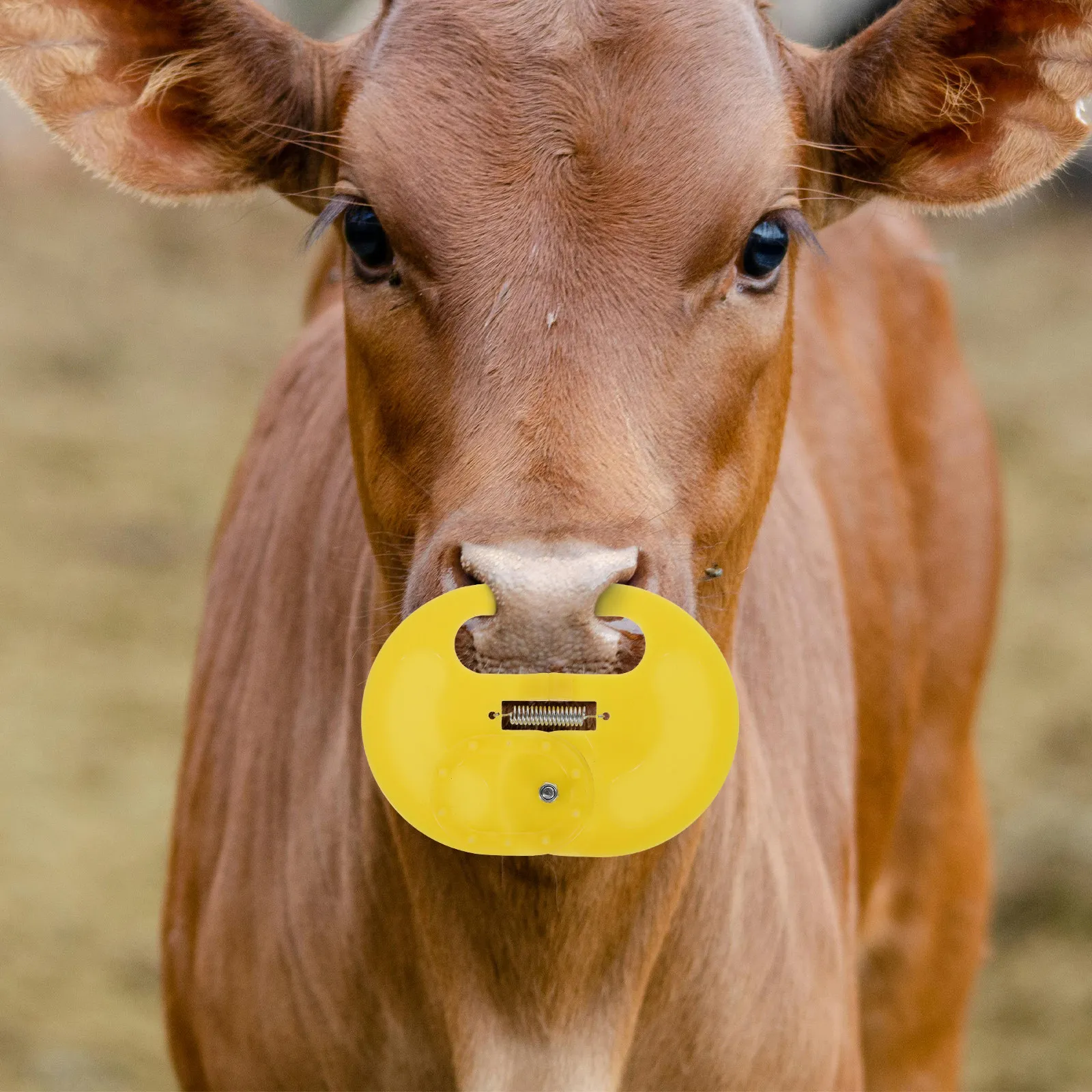 

Надежный зажим для носа крупного рогатого скота, простой в использовании инструмент для отлучения телят, принадлежности для животноводства, инструмент для отлучения коров, стропа для взвешивания ягнят
