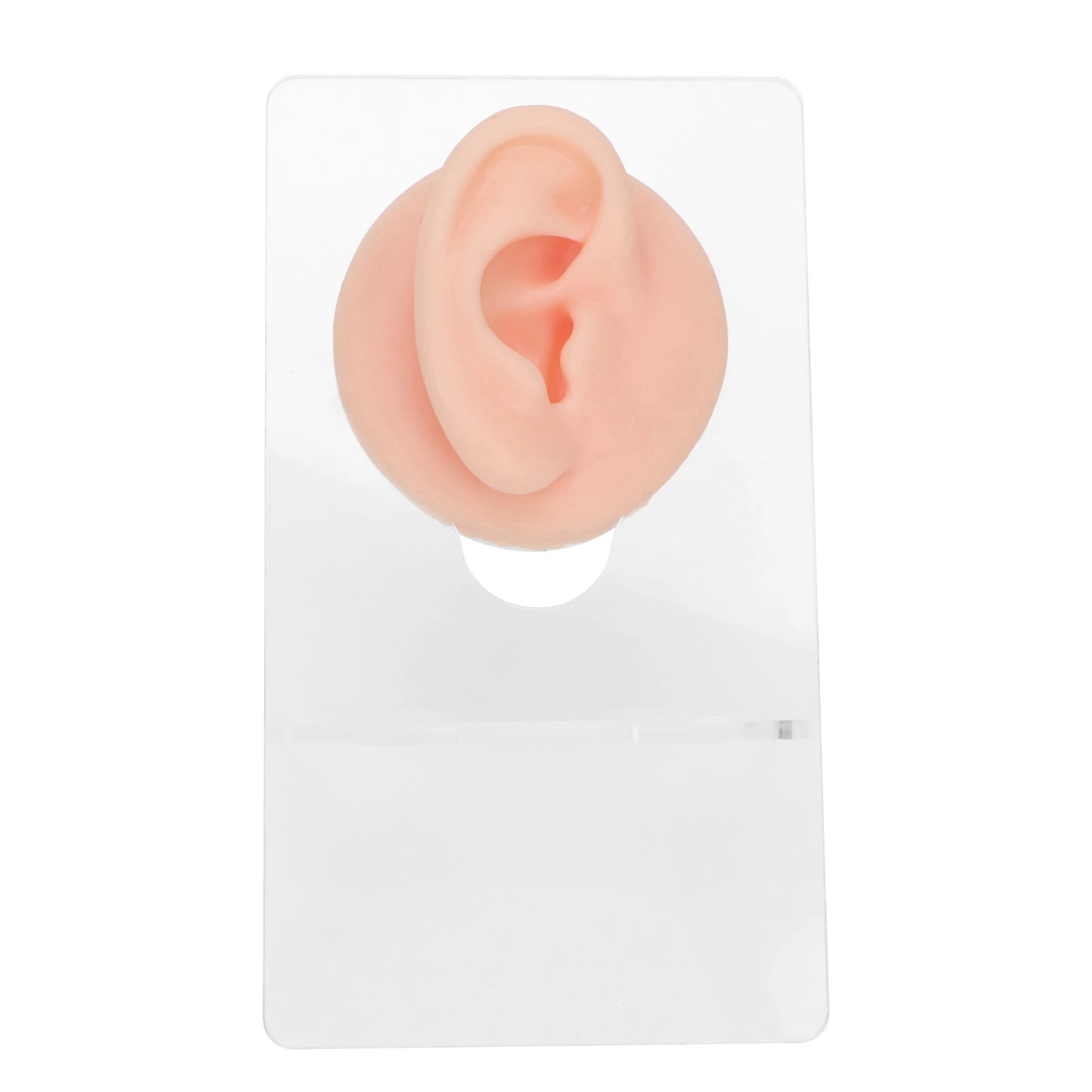 Silicone Piercing Body Model Reusable Soft Piercing Body Part Model 3D Vivid with Display Rack for Display for Jewelry Stores