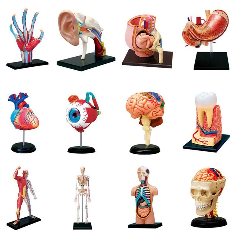 Medical-Torso Human Body Model Removable Parts Education Organs Model for Teaching Study Class Students(Muscle Model)