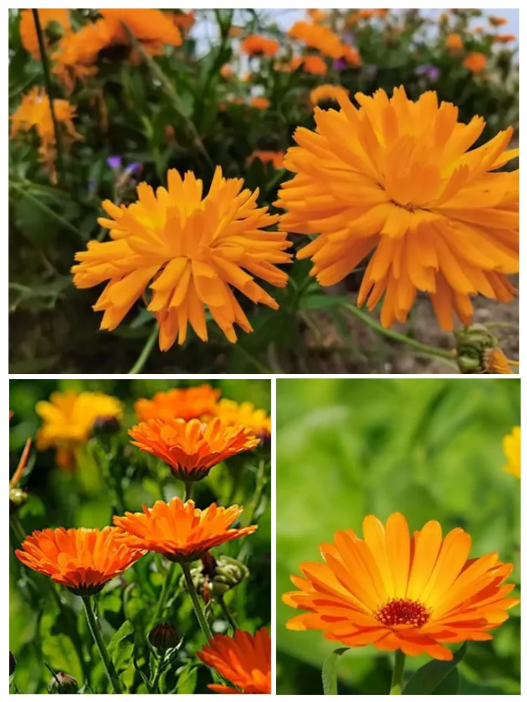 Calendula Hydrosol Cosmetic Plant Raw Material Bulk Wholesale Supply For DIY Skincare Lotion & Essence Formulation