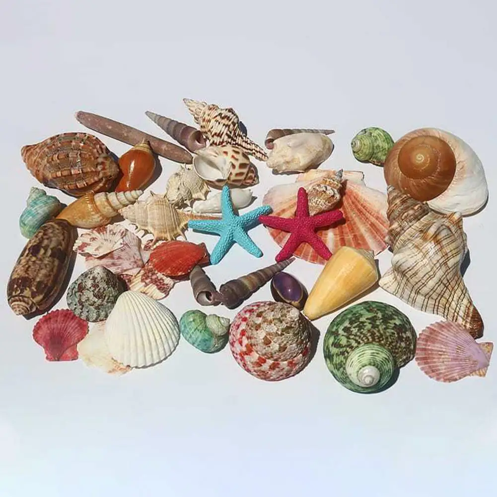 Conch Starfish Decor Life Inspired Ornaments Assorted Natural Seashells Set for Diy Crafts Beach Theme Party Home Decor for Fish