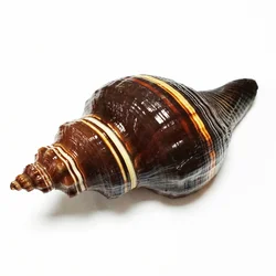 Black Indian Crown Conch Large Natural Giant Melongena Real Seashell Decoration Aquarium Original Sea Home Decoration Fish Tank