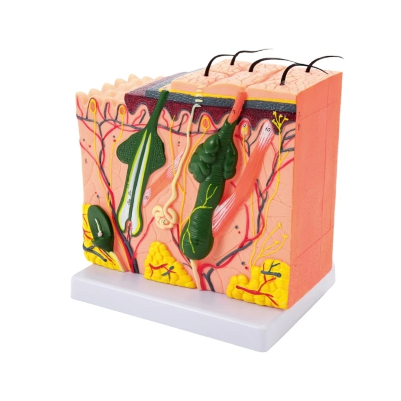 35/50/70/85X Enlarged Skin Anatomical Model Skin Teaching Aids Human Skin Model