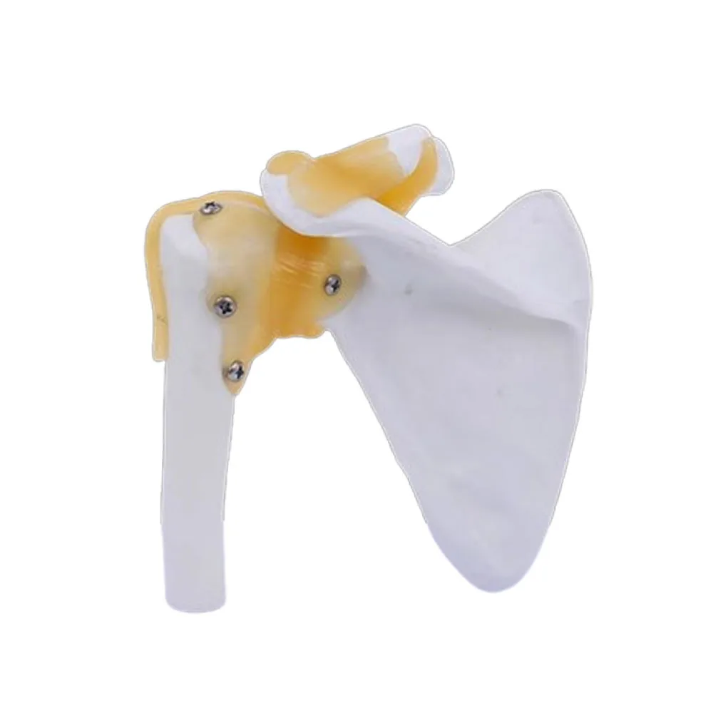 نموذج مفصل الكتف للهيكل العظمي البشري التشريحي الطبي للتدريس