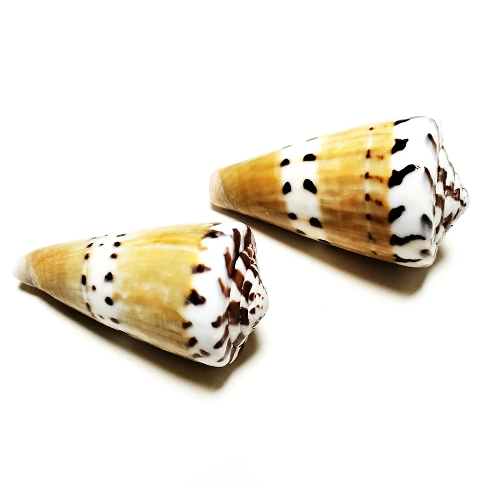 2 PC Natural Captain Cone Shell Conus Capitaneus Conch Brown Sea Shell Fish Tank Landscape Specimen DIY Collection Vase Filler