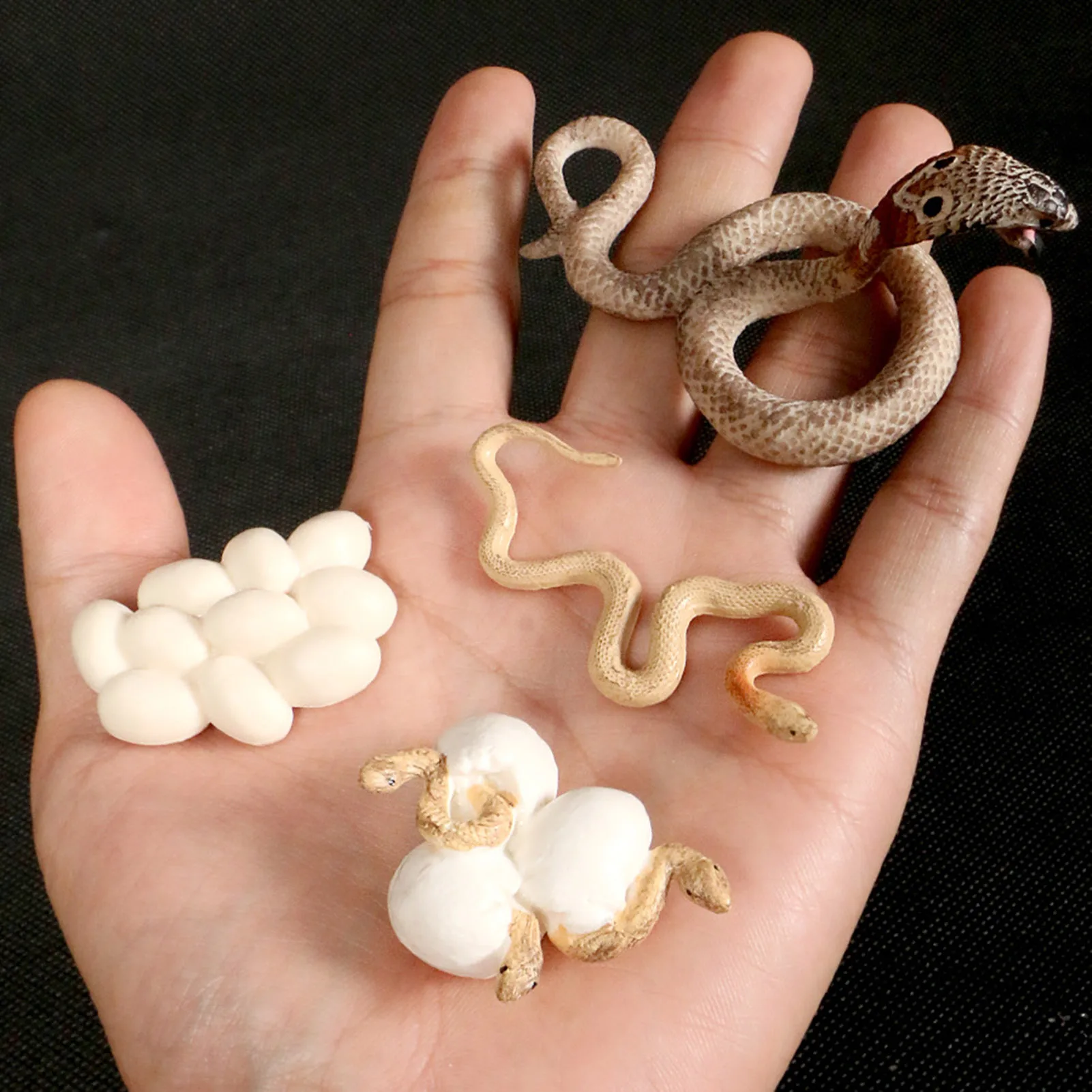 Realistic Rattlesnake Cobras Growth Cycle Model Hand Painted Figurine,Life Cycle Of Snake Miniature Educational Toy Figures Gift