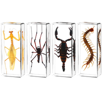 Large Size Insect in Resin Specimen Bugs Taxidermy Collection Resin Preserved Specimen Set for Science, Education Desk Ornament