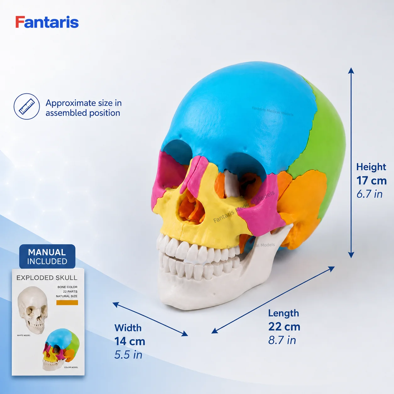 Fantaris 22 Part Human Skull Model Life Size Anatomical Teaching Model Color Coded Bones Movable Mandible for Anatomy Learning