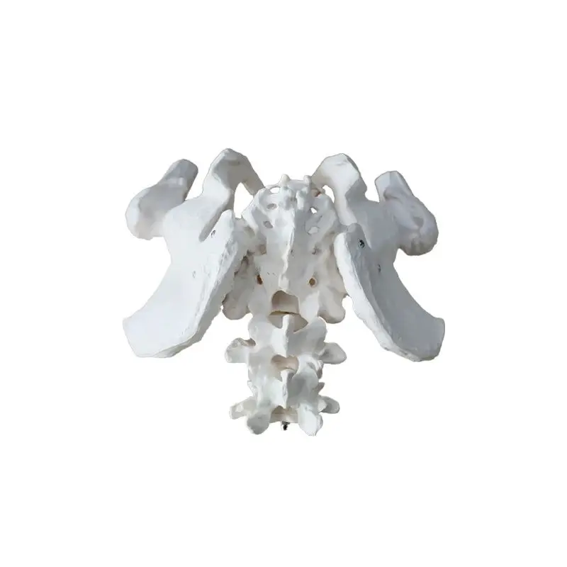 Life size Male pelvis with 2 lumbar vertebrae attached nerves with femoral model medical teaching tools