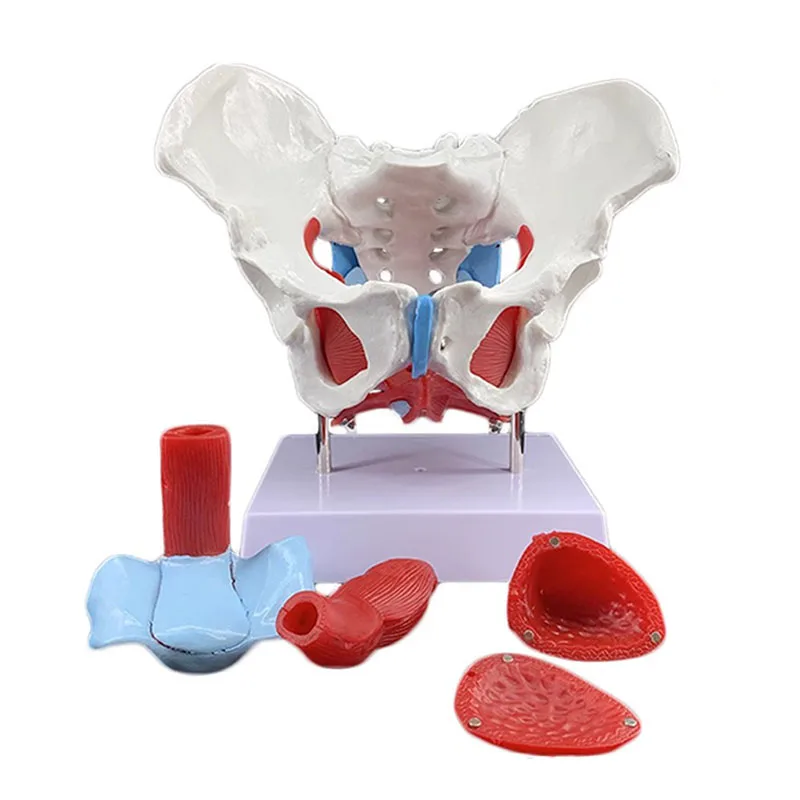 

1 Pcs Female Pelvis Pelvic Floor Muscle Anatomy Model Life Size Removable Uterus Ovary Muscle Teaching Educational Supplies