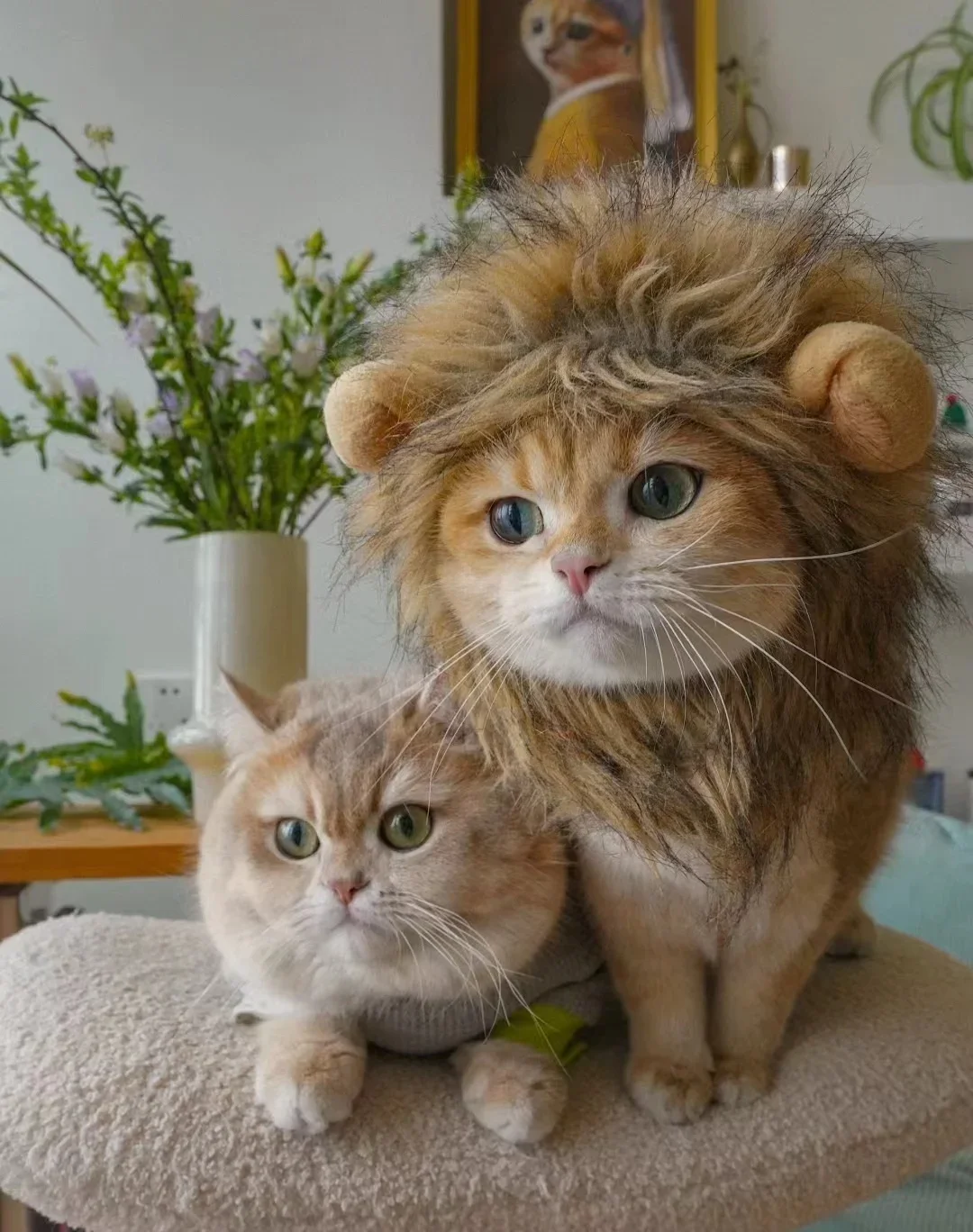 Cat Lion Wig Funny Costume Puppy Halloween Cosplay Dress Up Clothes Cute Pet Hat For Small Dog Kitten Party Accessories