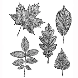 Different Autumn Leaves Clear Silicone Stamp DIY Card Album Making Scrapbooking Crafts Stencil New 2023