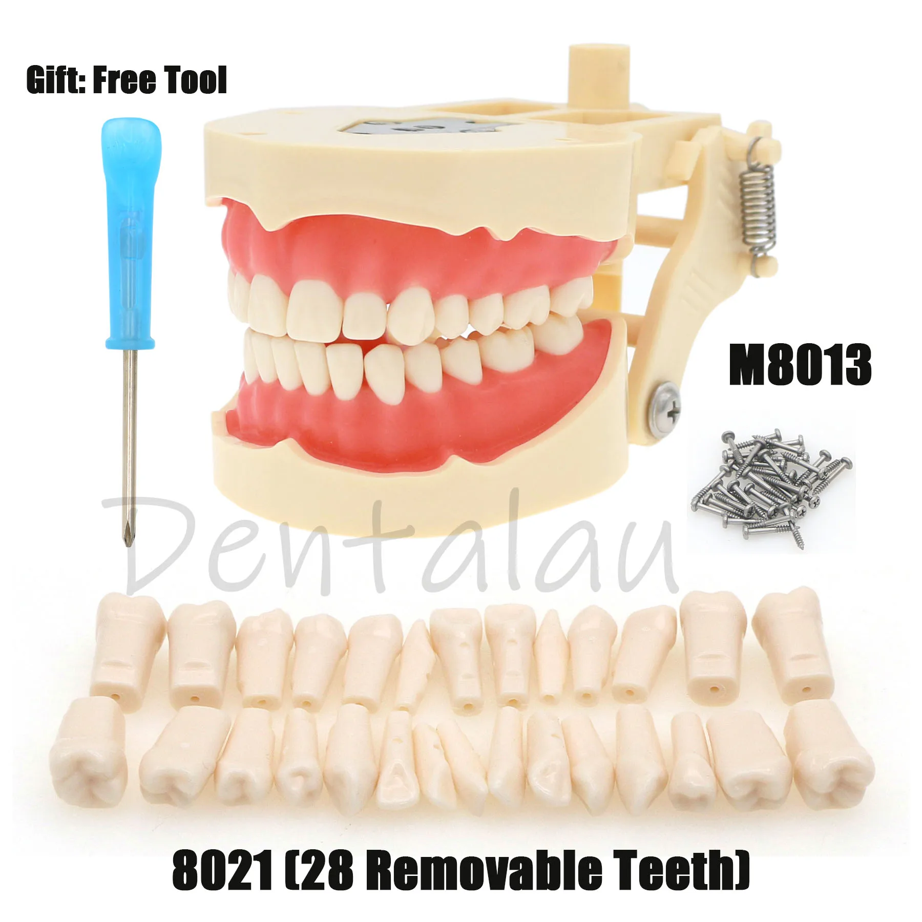 Teeth Dentistry Model Removable Resin Dental Model with 28 screw-in teeth M8013 M8021 Student Training Model