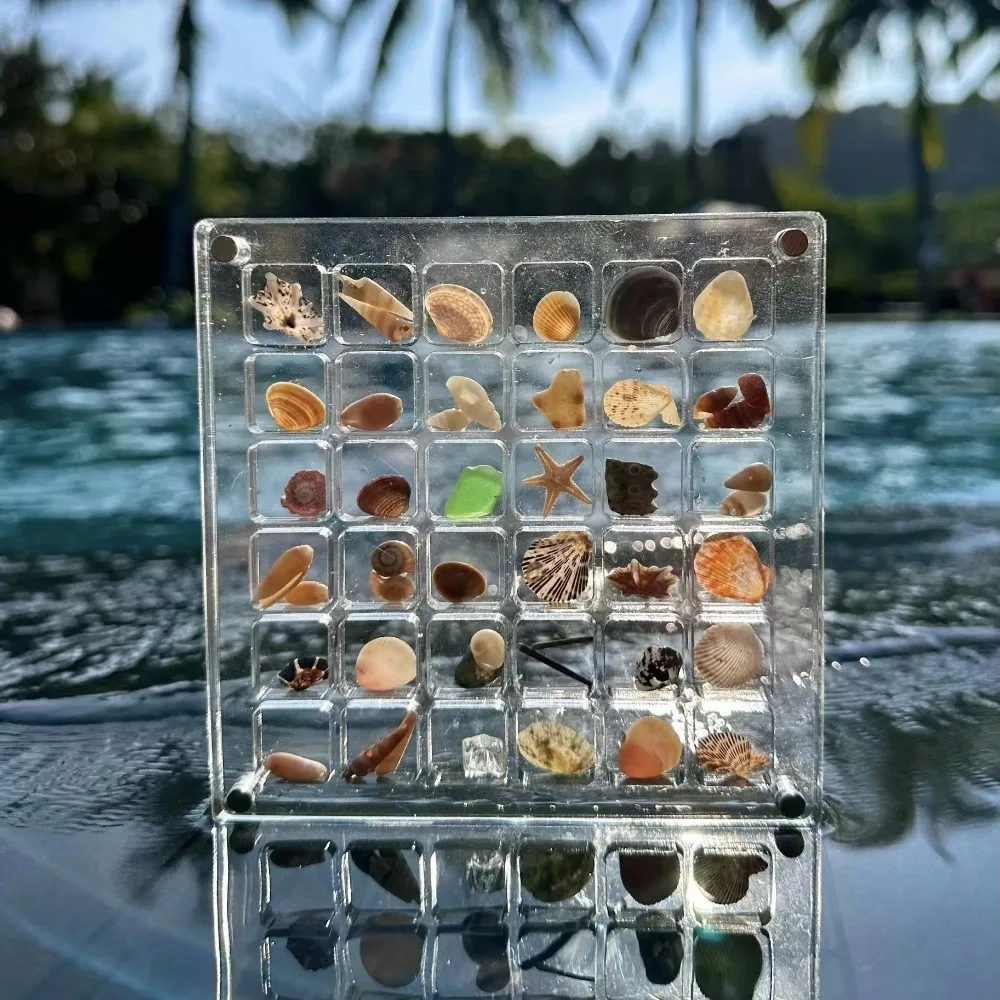 Acrylic Seashell Display Box for Jewelry, Durable Trinket Storage