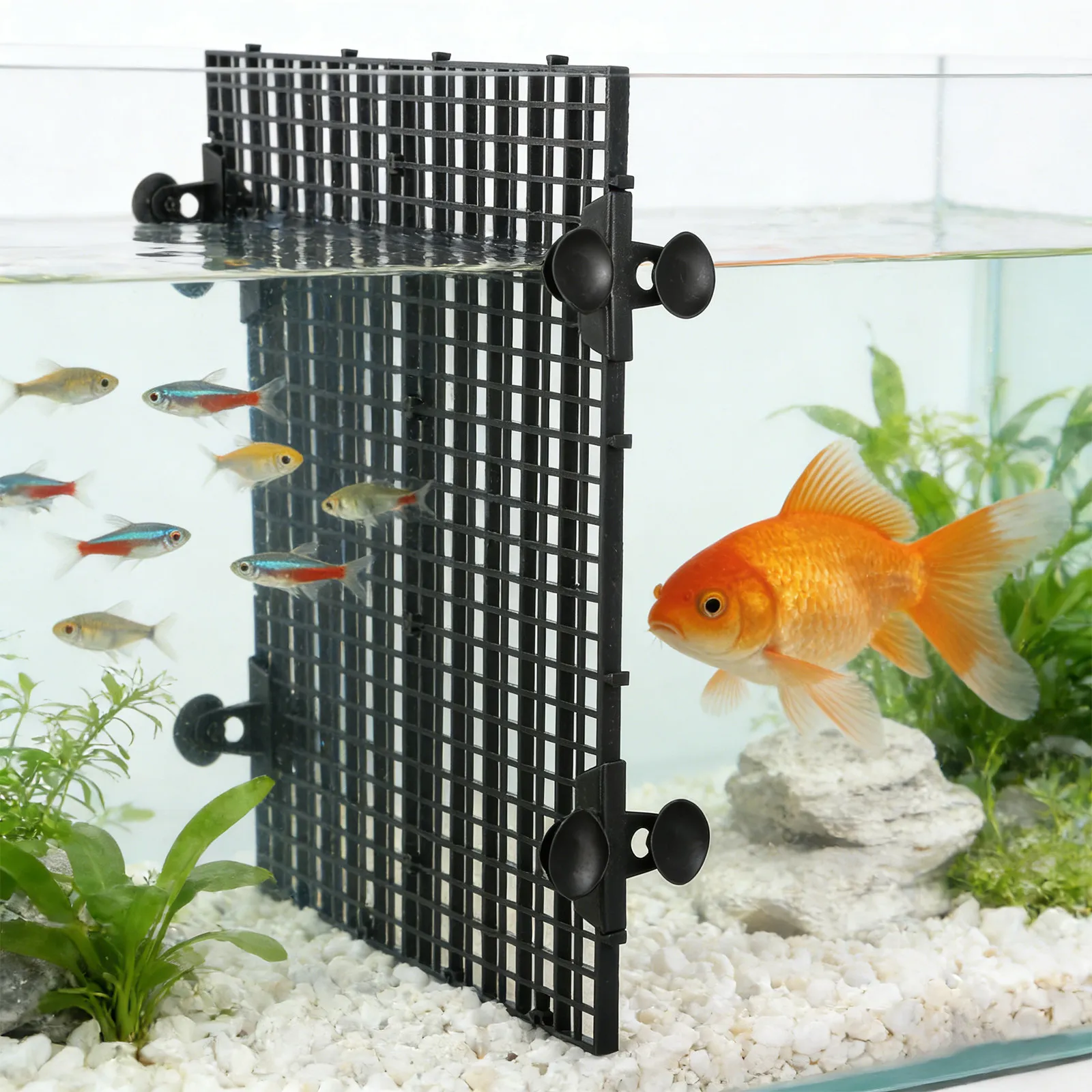 1 Set Balık Tankı Bölücü Seti - Aquarium Fish Rate incelemesi ve fiyatı
