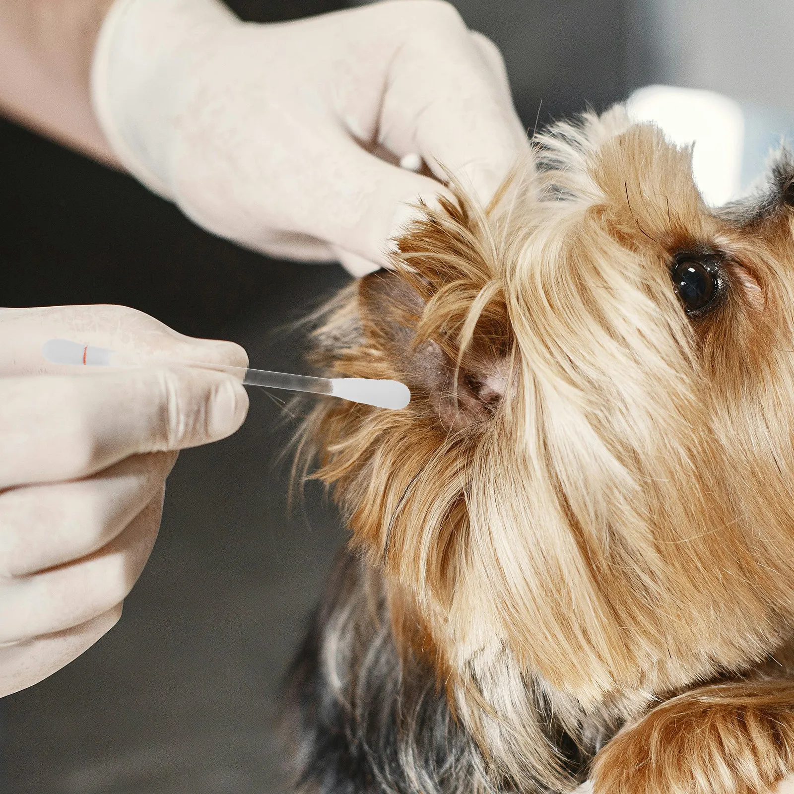 Pet Ear Cleaner - Waciki bawełniane do czyszczenia uszu zwierząt,