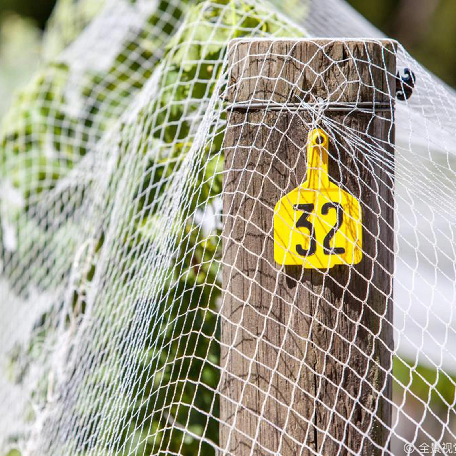 

Gardening Climbing Net Trellis White Polyester Vine Plants Support Fruit Vines Net Gardening Accessories Plant