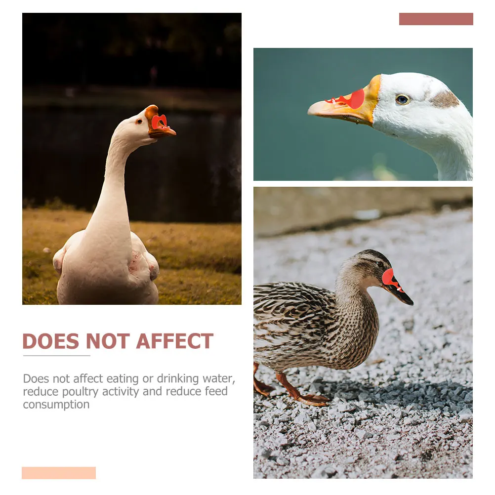 

100Pcs Anti-Pecking Glasses for Goose Muscovy Duck Eye Mask Farm Poultry Reusable Plastic Goggles Thickened Livestock