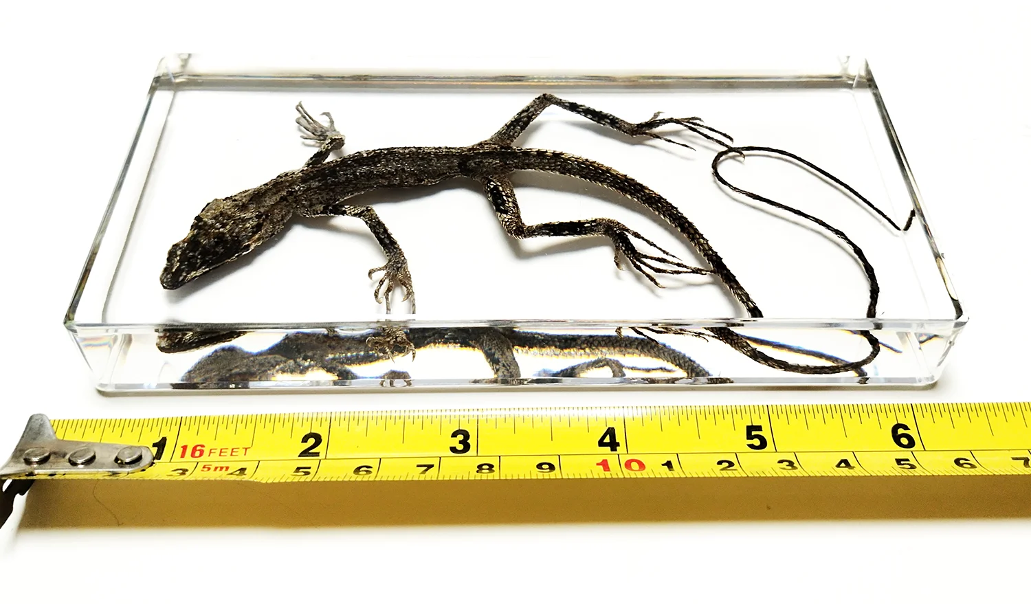 Lizard Specimens Model Animal Taxidermy Crafts Collection for Science Education & Desk Ornament Gifts