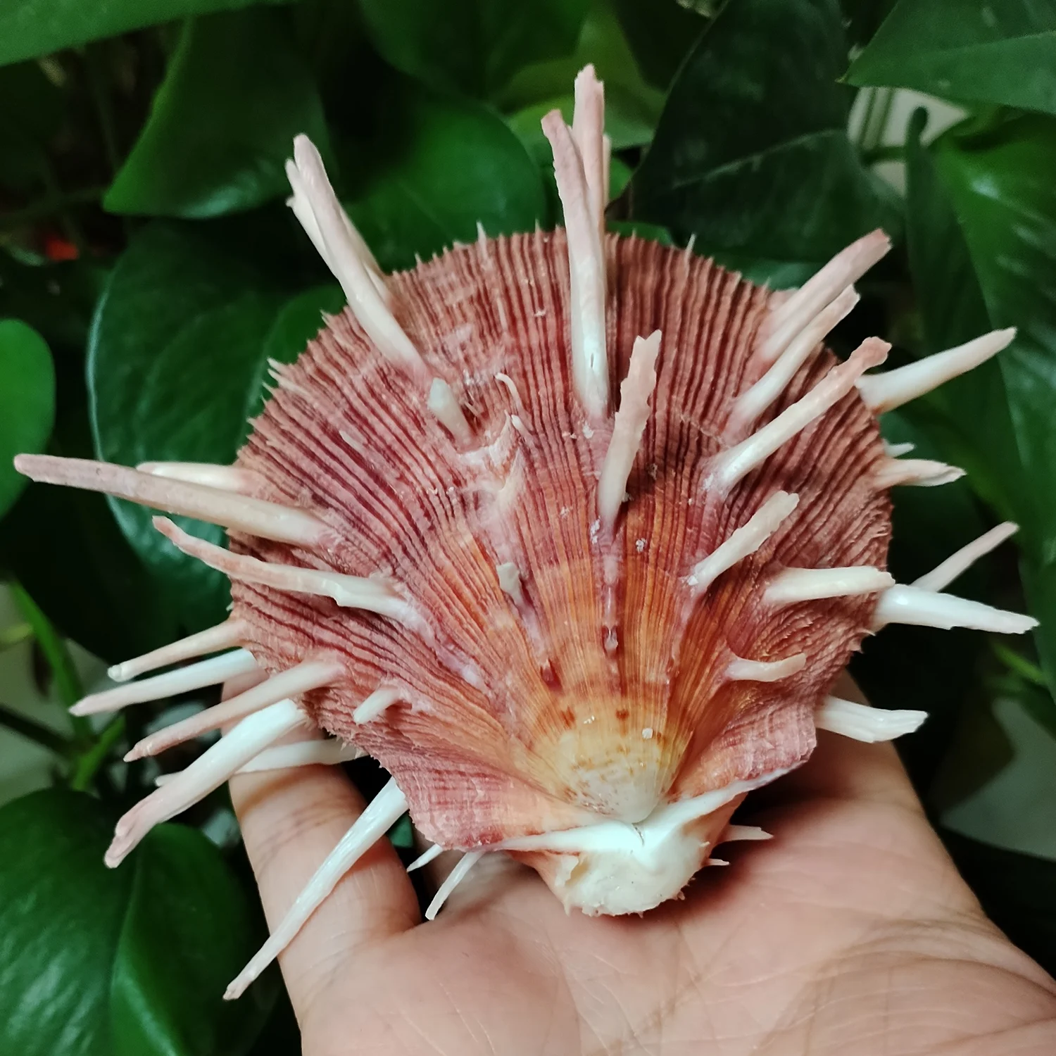 9-11CM Red Spondylus Regius Natural Large Spiny Oysters Thorny Oyester Collection Specimen Beach Decoration Fish Tank Supplies