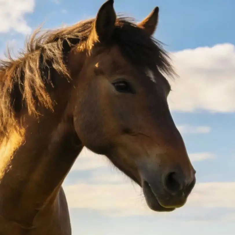 

Портативный лазерный терапевтический аппарат для лошадей 1295 мВт, класс IV, 808 нм + 650 нм, для лечения боли в мышцах и суставах лошадей, перезаряжаемый, алюминиевый корпус