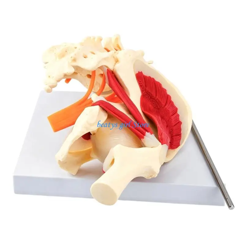 C7AB Life Size Human Lumbar Vertebrae Pelvis Anatomy Model With Muscles Nerves Skeleton Bone For Classroom Demonstration
