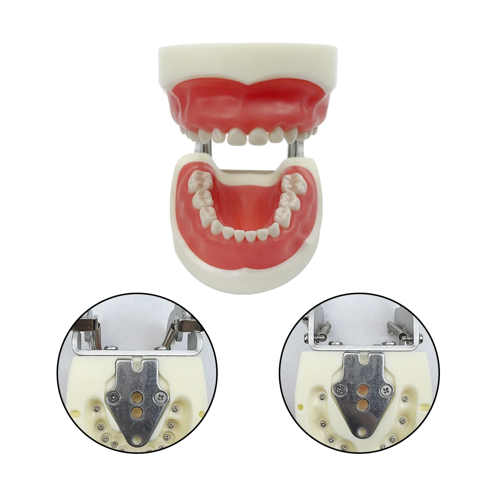 Thumbnail 2 - #29 Ranked Dental Teaching Models Picks in 2026