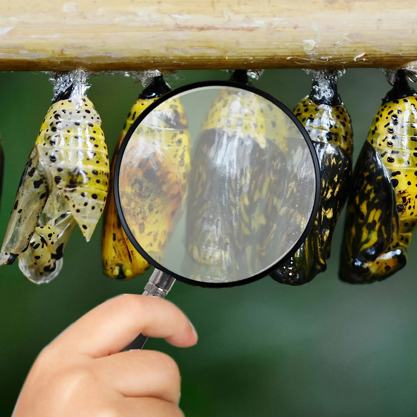 10 قطعة عدسة بصرية محدبة مزدوجة ملحق مكبر زجاجي ممتاز لخرائط قراءة الفصول الدراسية للعلوم والحرف اليدوية