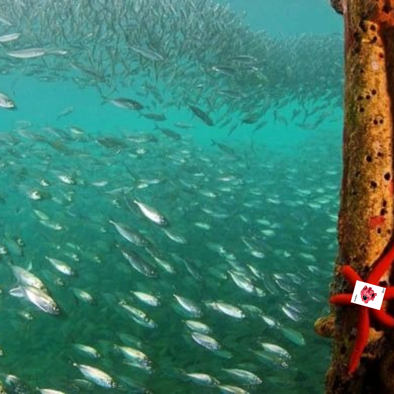 

GPM Алюминий 7075, задняя переборка, большие внутренние подшипники для 1/10 Lasernut Tenacity Ultra 4 DP Pro