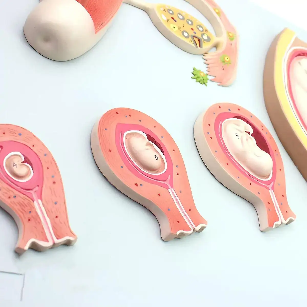 5 Parts Human Embryonic Development Process Relief Model Medical Teaching Models