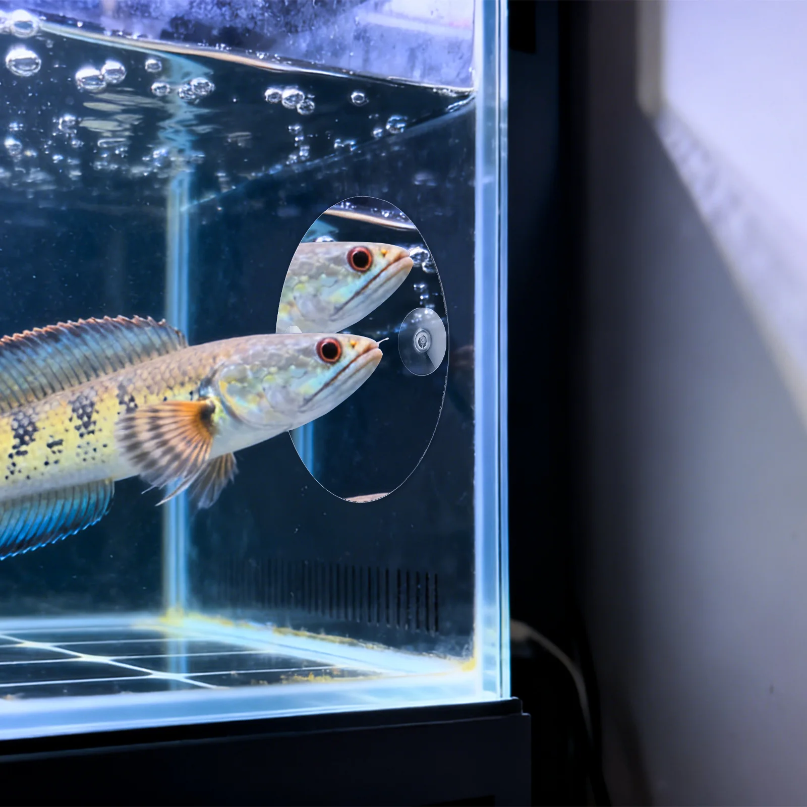 

Betta Mirror for Decor Fish Tank Accessory Adjustable Training Accessories