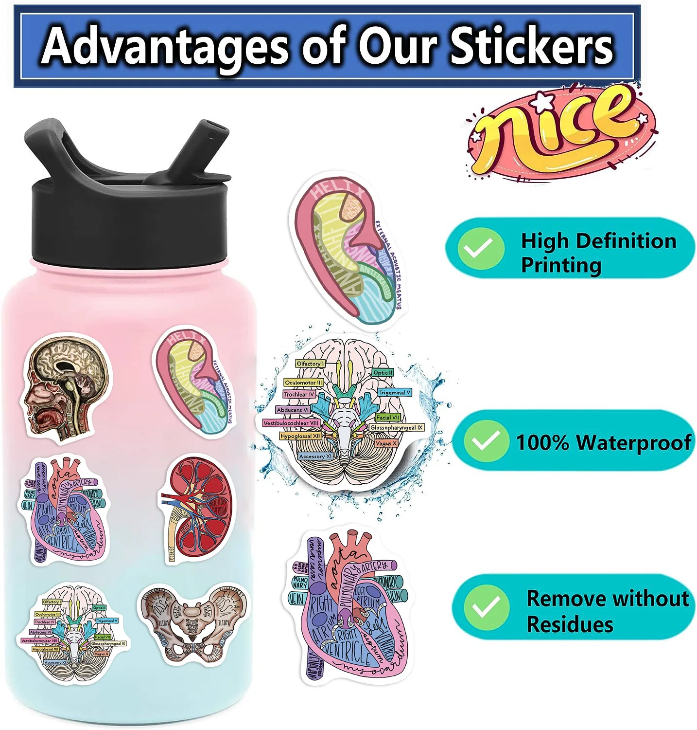 50Pcs Cartoon Human Body Organ Stickers Waterproof Sticker Anatomy Map Decals for Water Bottle Laptop Luggage Phone Kids Toys