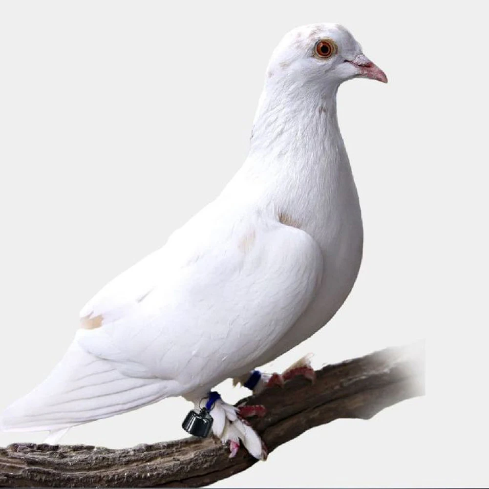 

Ошейник для трекера для кошек со светоотражающим узором, легкий ошейник для кошек, водонепроницаемый GPS-трекер для кошек и маленьких домашних животных