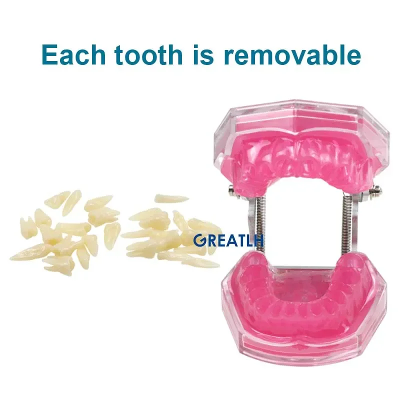 Dental Model Removable Teeth Teaching Model With Soft Gum Tooth For Dentistry Practice Training Studying Typodont Models Dentist