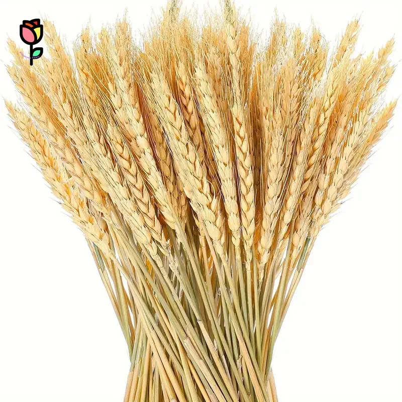 

50PCS Wheat Ear Natural Dried Flower For Boho Home Decor Table Wedding Chriatmas Autumn Decoration DIY Preserved Plants Bouquets