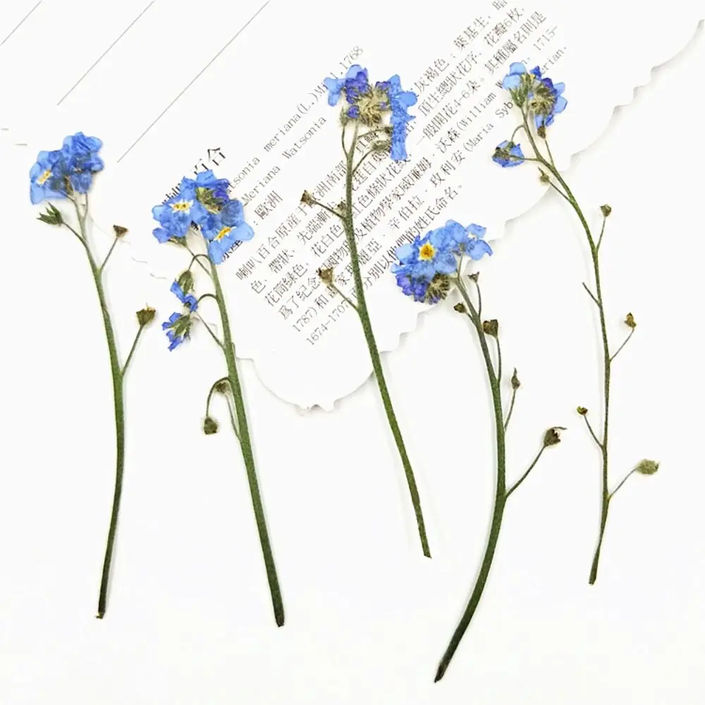 

Resin Ornaments Jewelry Natural Card Pressed Flower Forget-Me-Not with Stem Don't Forget Me Dried Flowers