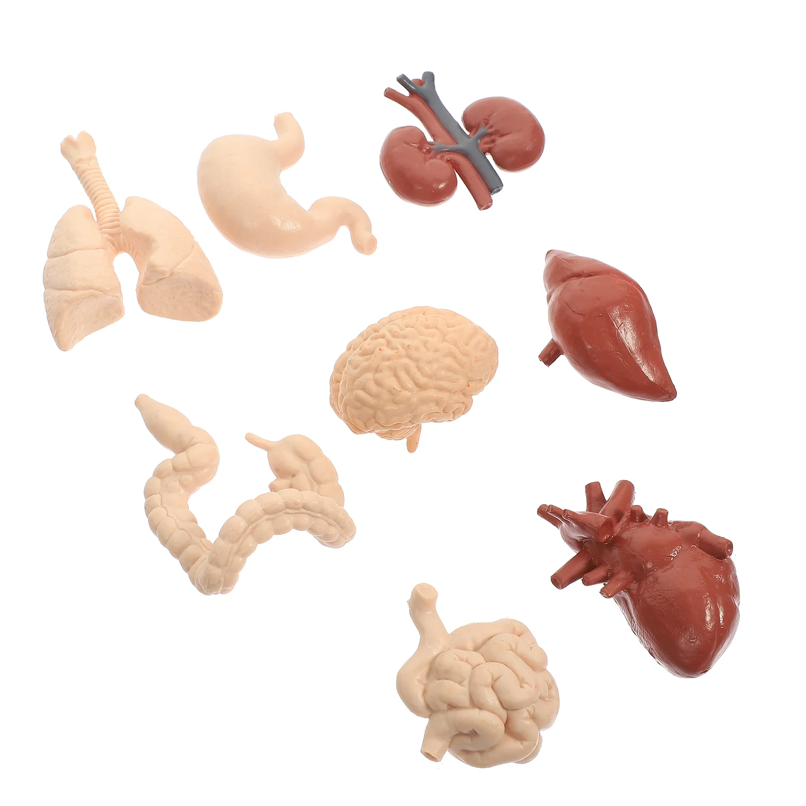 Organ Human Visceral Model Models Teaching Aid Toy Cognition Pvc Professional Organs